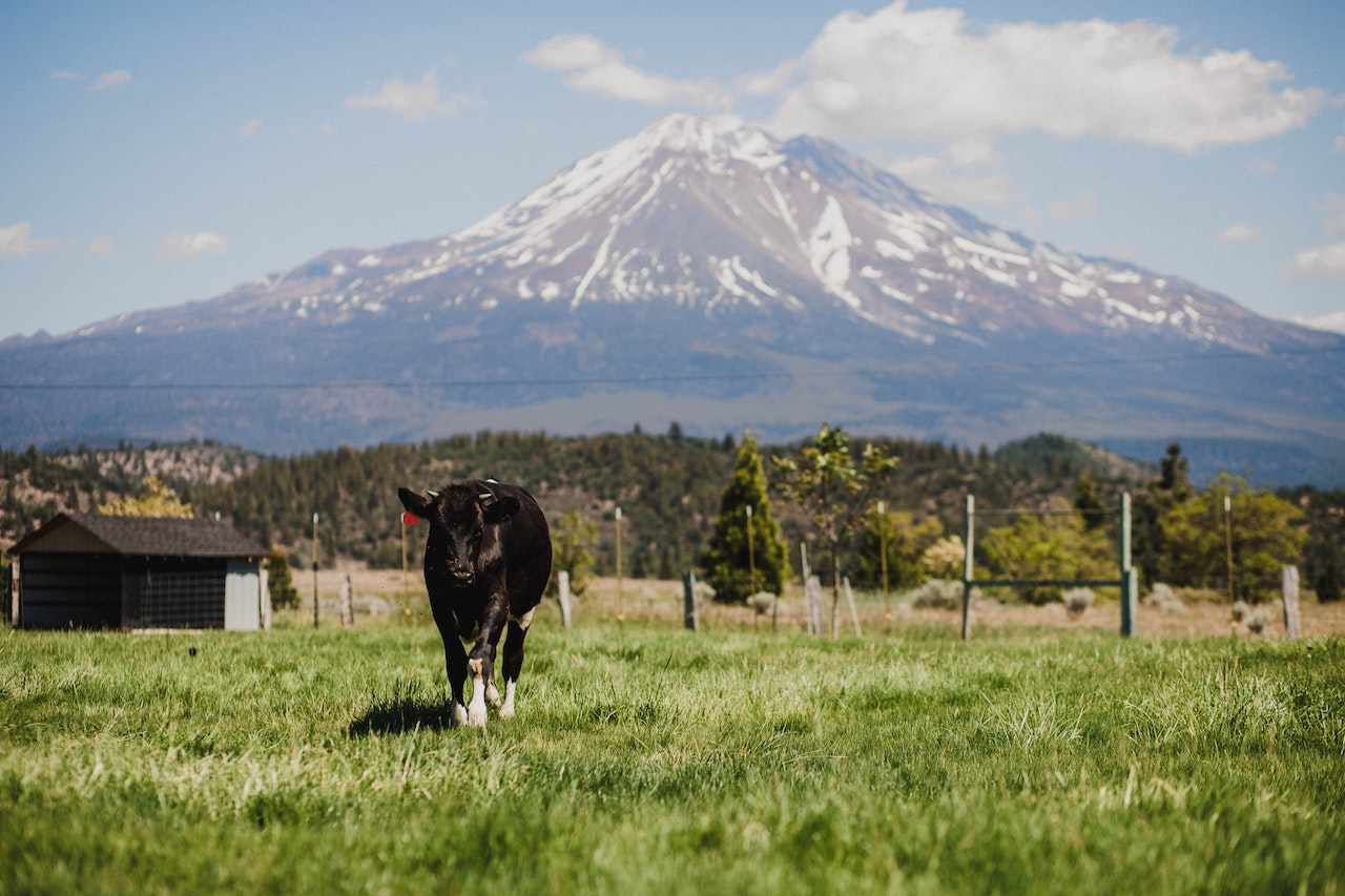 What Makes McCloud RV Resort Worth Visiting