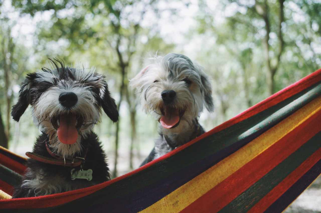 8 Things To Know Before Taking Your Dog Camping