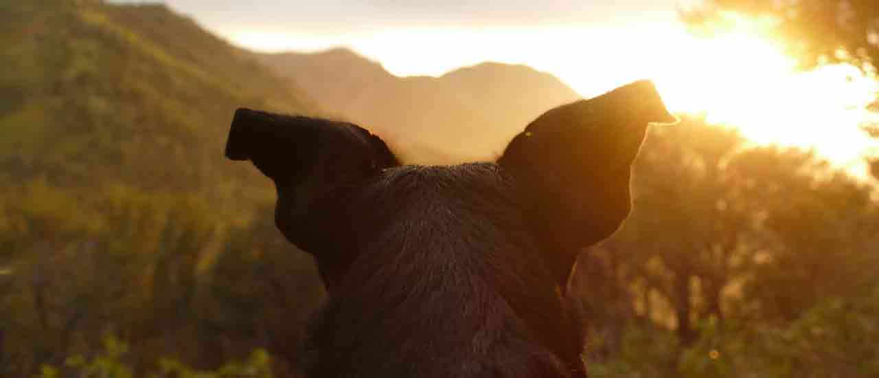 3 Perks Of Camping With Your Dog