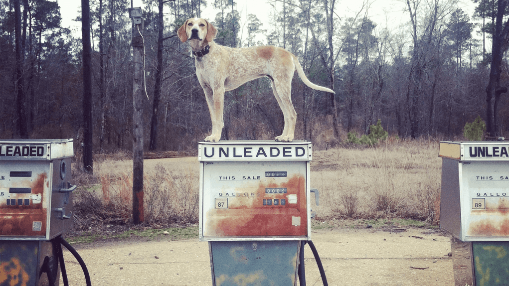 Pet Road Trips Are the Best Thing Ever