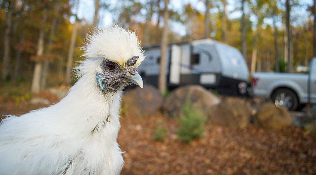 Keeping Your Pets Safe in the RV When You are Away