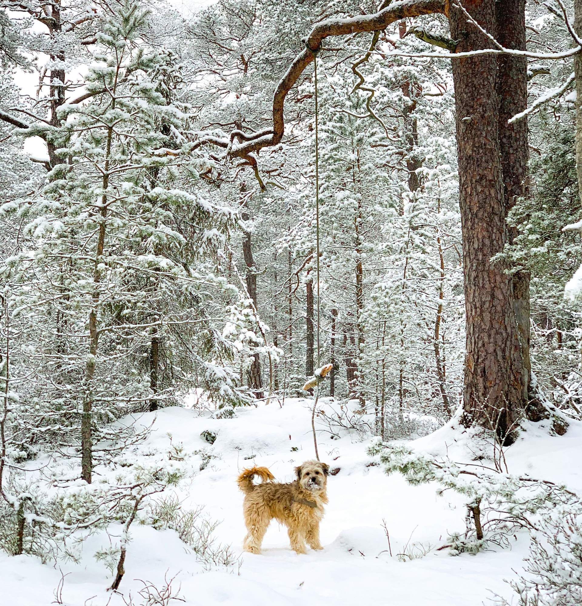 Keeping Pets Warm for Fall and Winter RVing