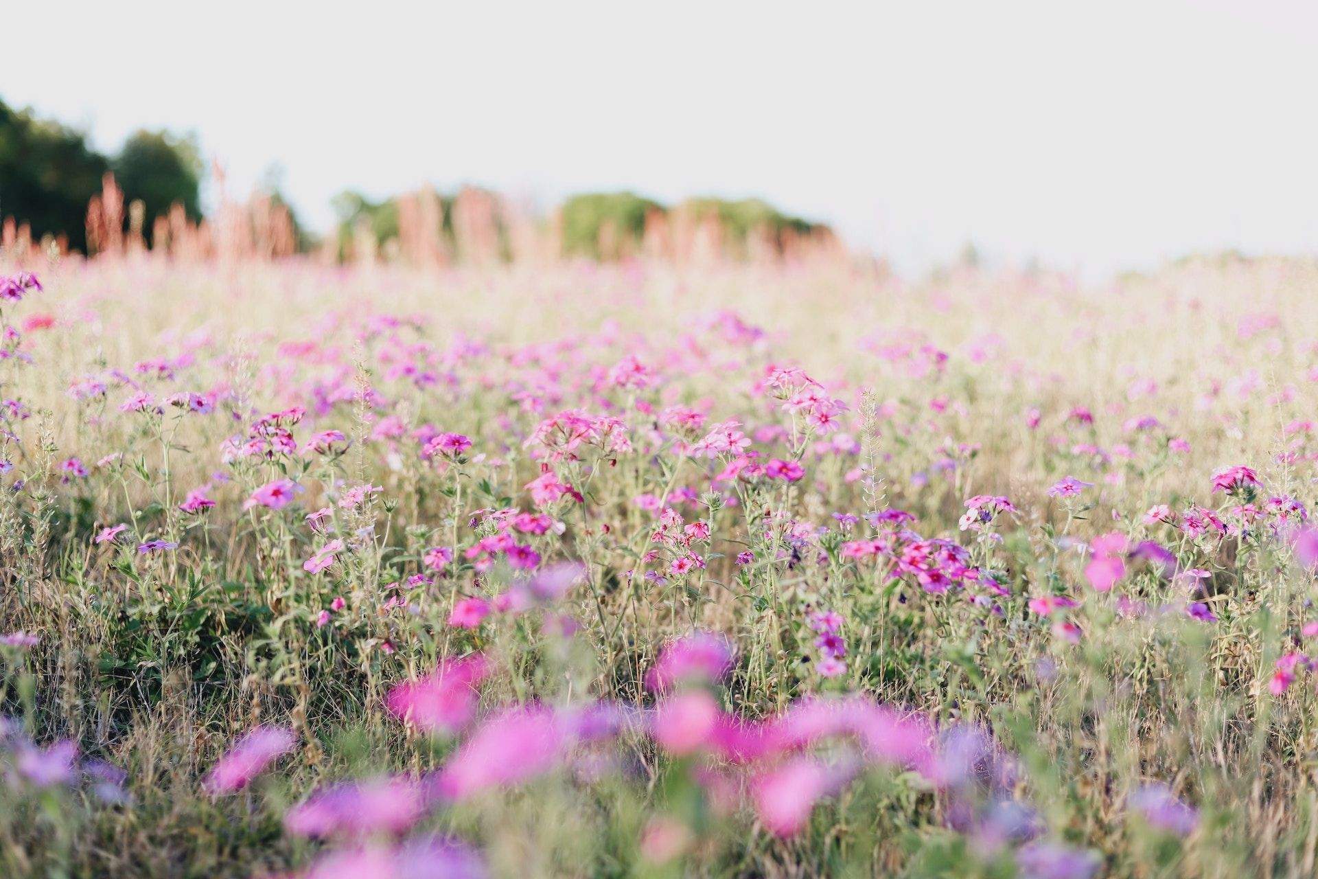 Escape LA for a spring road trip to Yosemite’s wildflowers and waterfalls